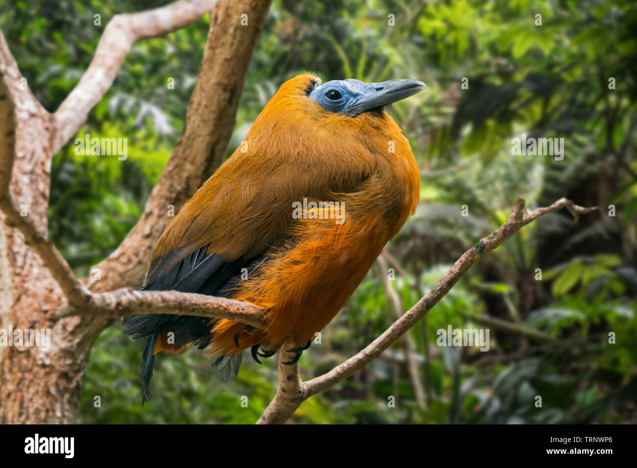 Capuchinbird / calfbird (Perissocephalus tricolor) perched in tree in forest, native to South America Stock Photo