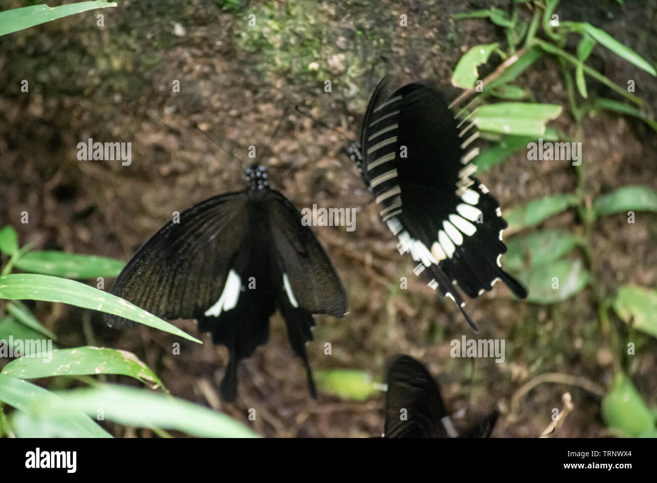 Black and White Helen butterfly color from Thailand, spot in