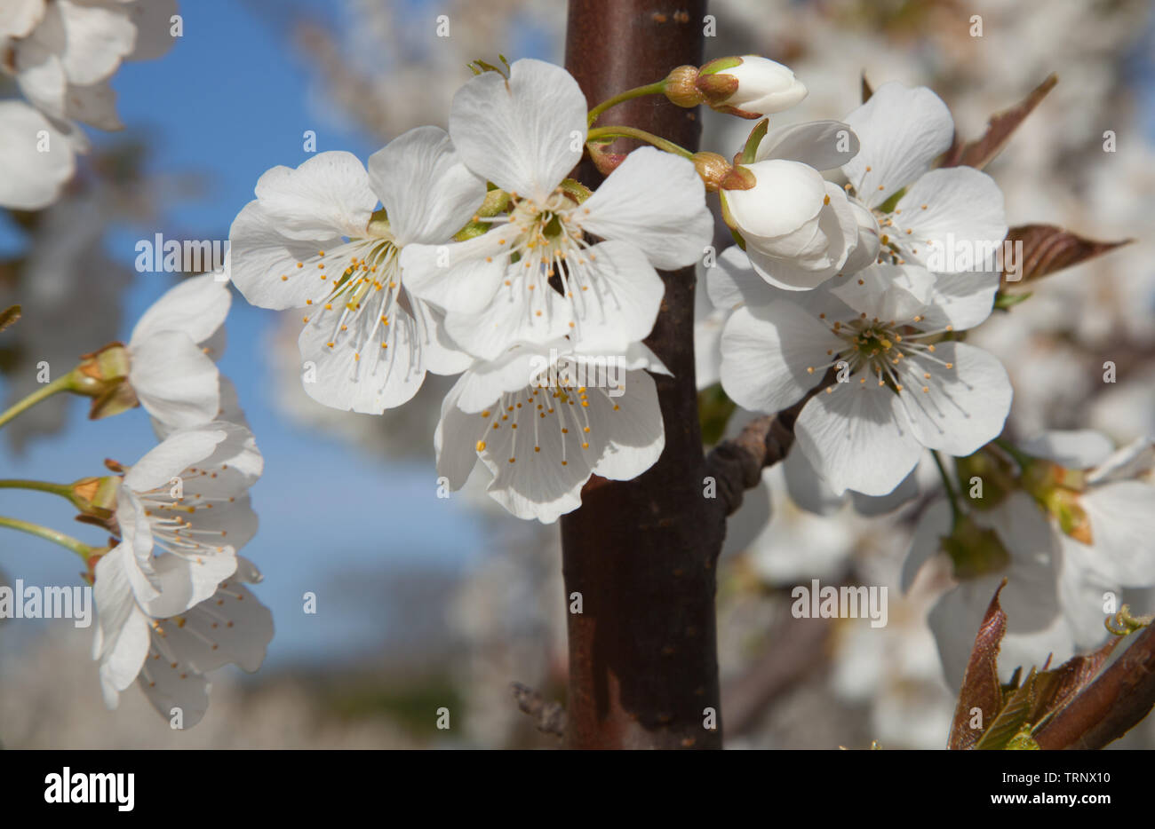 Flowering almond tree close-up Stock Photo