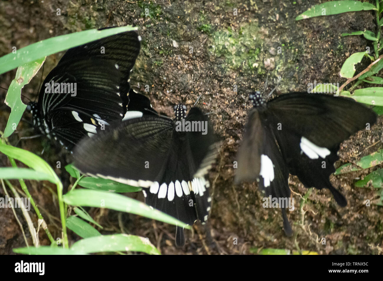 Black and White Helen butterfly color from Thailand, spot in