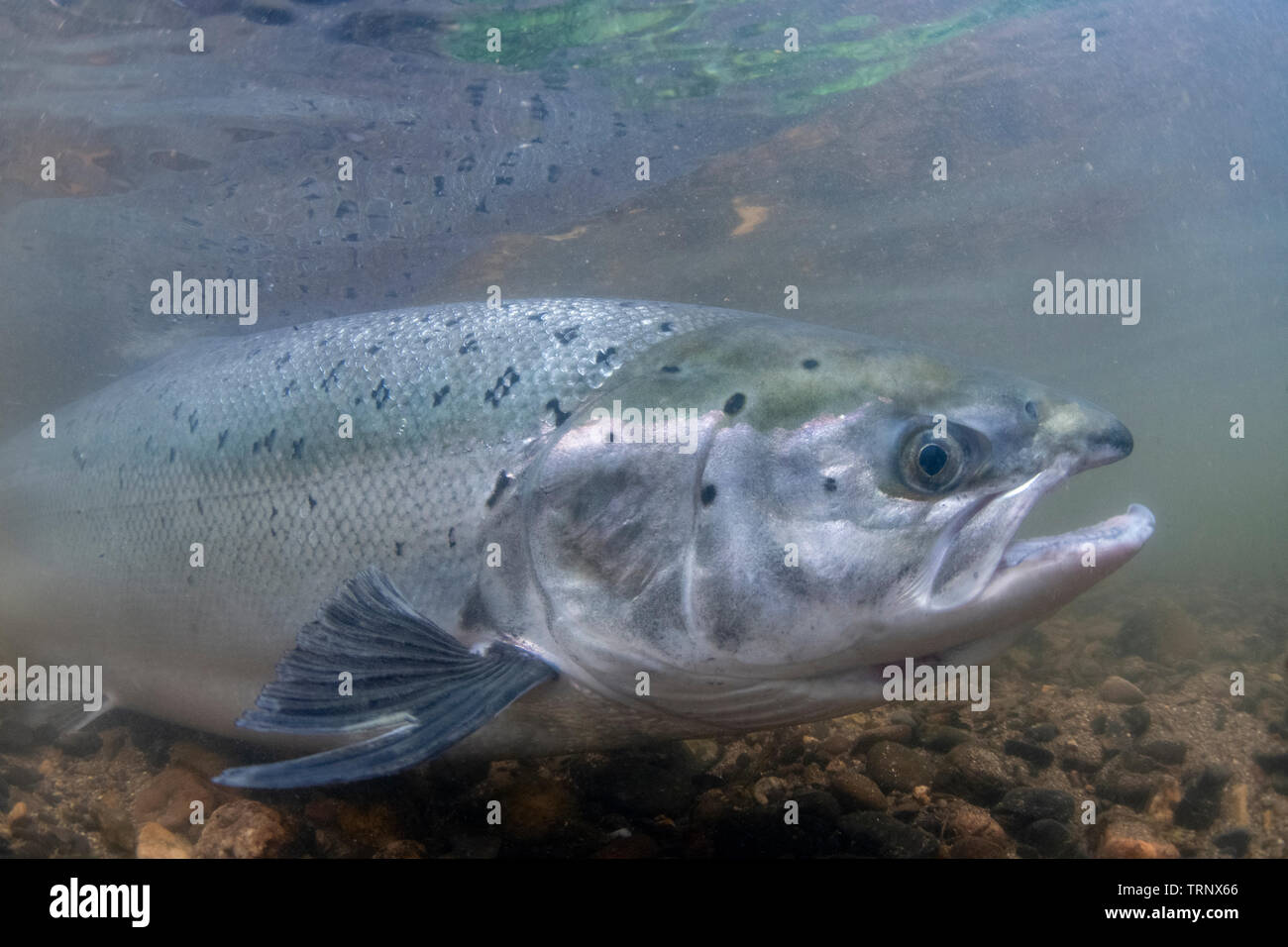 Atlantic Salmon, Salmo Salar, Being released in from a tagging, River Tamar, Cornwall, May Stock Photo