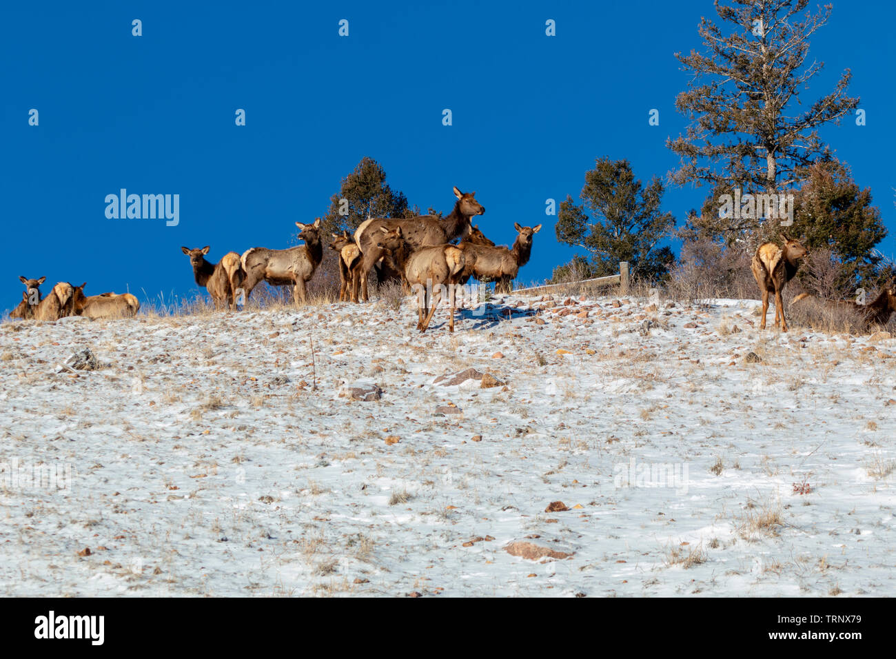 Herd of elk foraging for food in the deep snow after the bomb cyclone buries Colorado. Stock Photo
