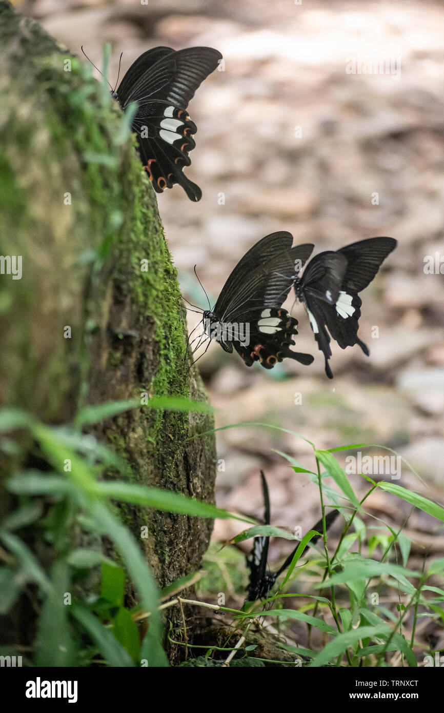 Black and White Helen butterfly color from Thailand, spot in