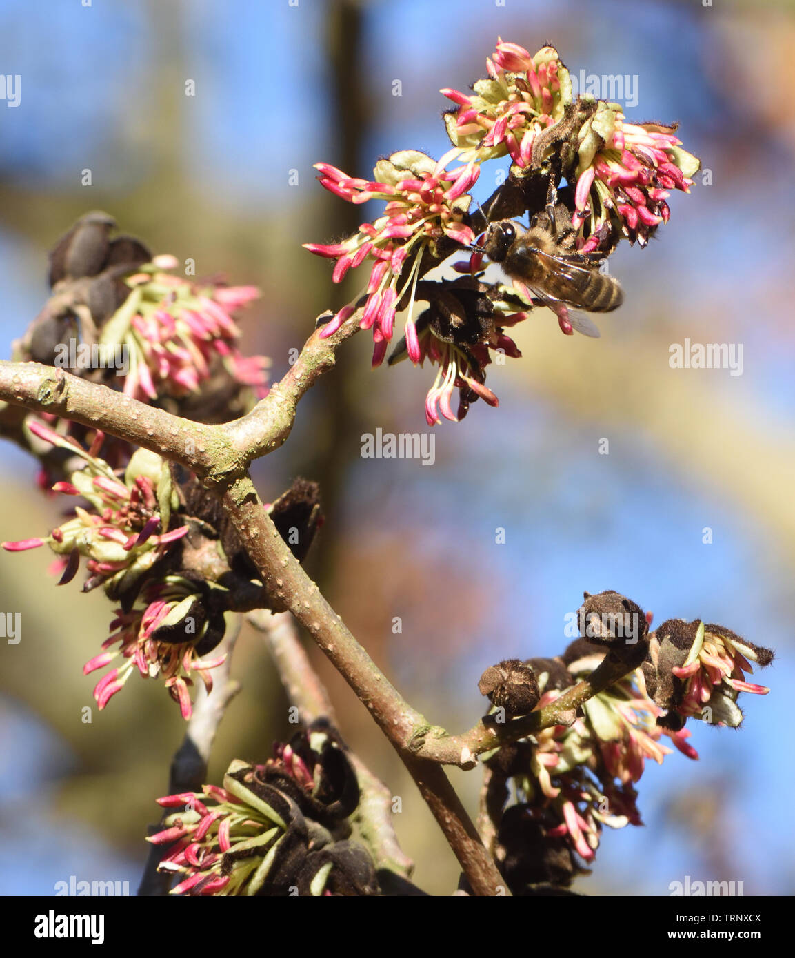 An unseasonably early honey bee (Apis mellifera) in February on Persian ironwood (Parrotia persica) flowers collecting pollen amd nectar from one of t Stock Photo