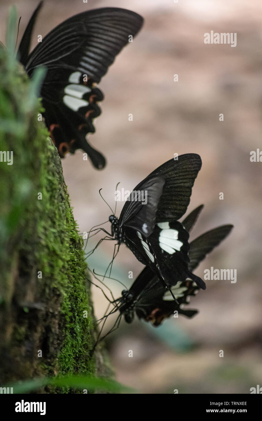 Black and White Helen butterfly color from Thailand, spot in