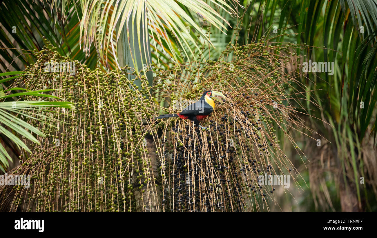 tucano-de-bico-verde Stock Photo