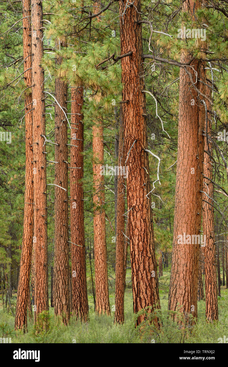 Ponderosa Pine trees in the Metolius River Natural Area, Deschutes National Forest, central Oregon. Stock Photo