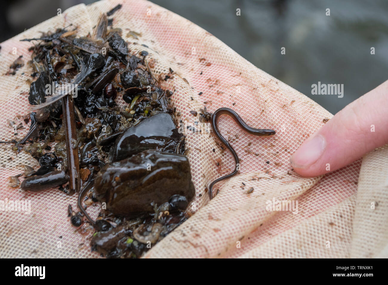 european eels, elvers, anguilla anguilla, river tamar, cornwall, may