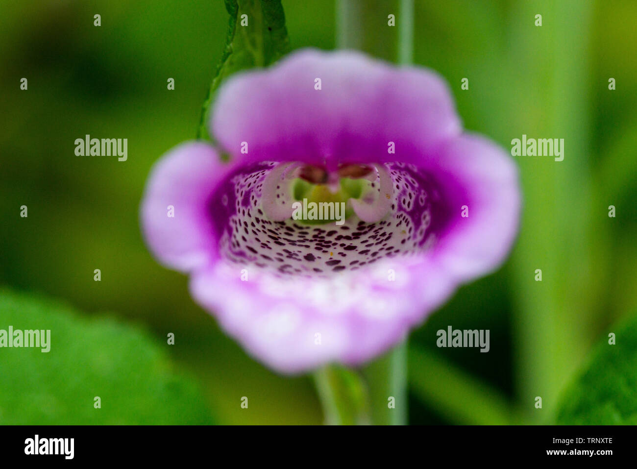A close up of the flower of a common foxglove (Digitalis purpurea ) Stock Photo