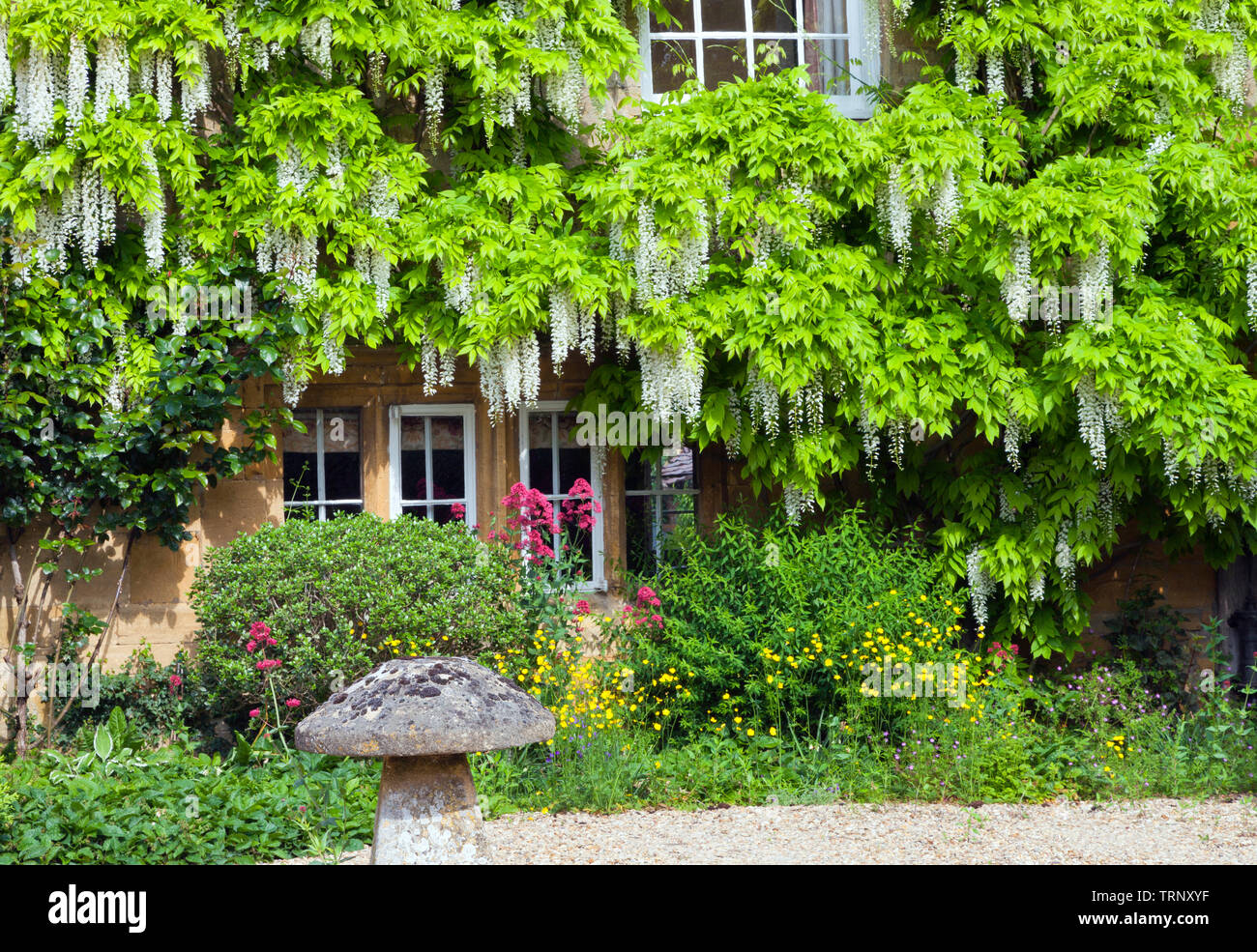 Front cottage garden with white wisteria in bloom on stone wall and colourful flowers around