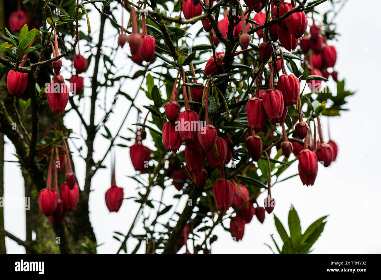 The flowers of a Chilean lantern tree (Crinodendron hookerianum) Stock Photo