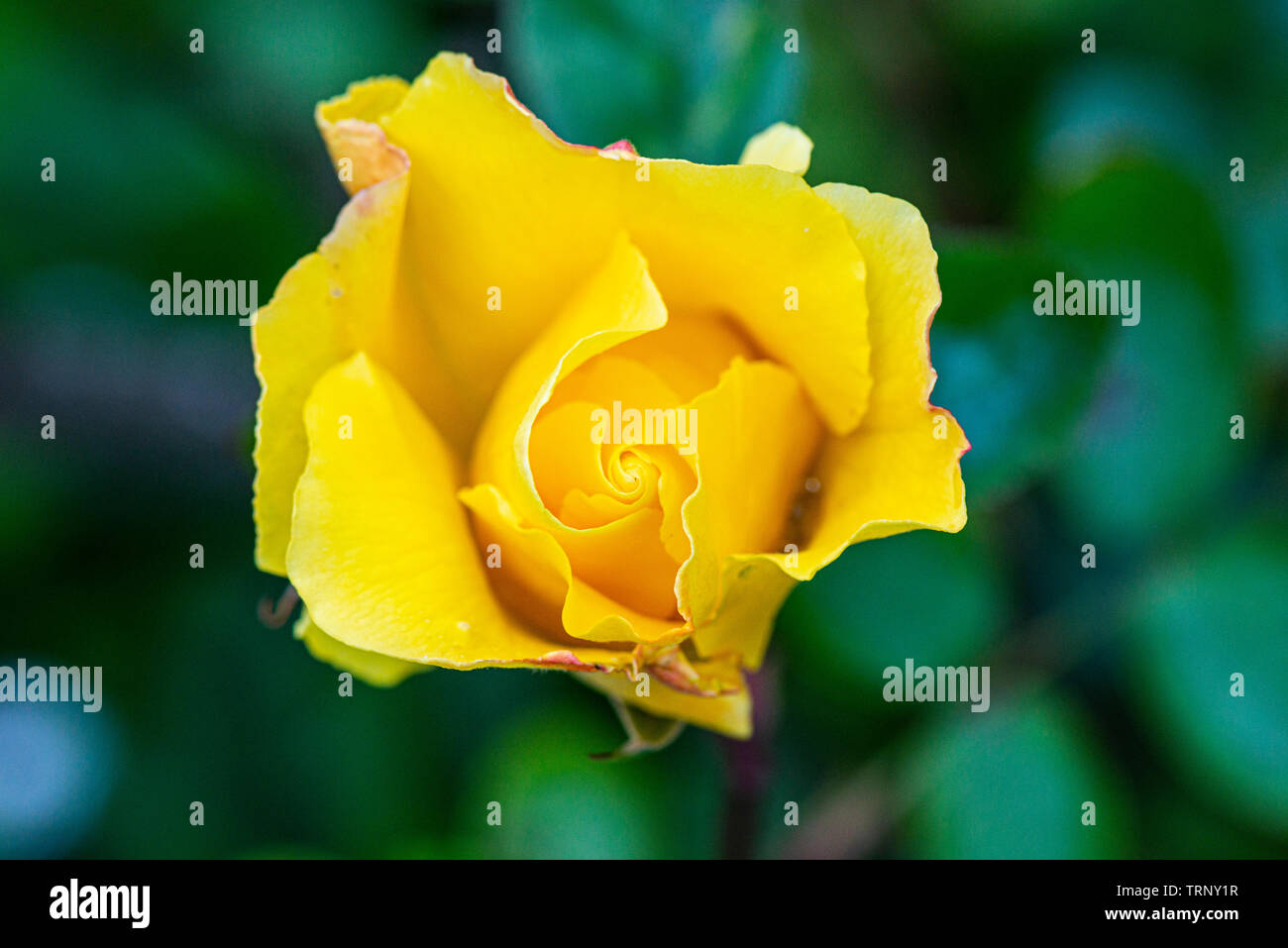A yellow rose flower bud opening Stock Photo Alamy