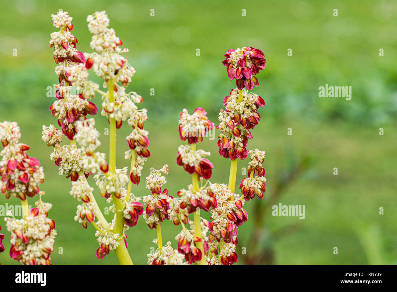 The flowers and seedpods of a rhubarb Stock Photo