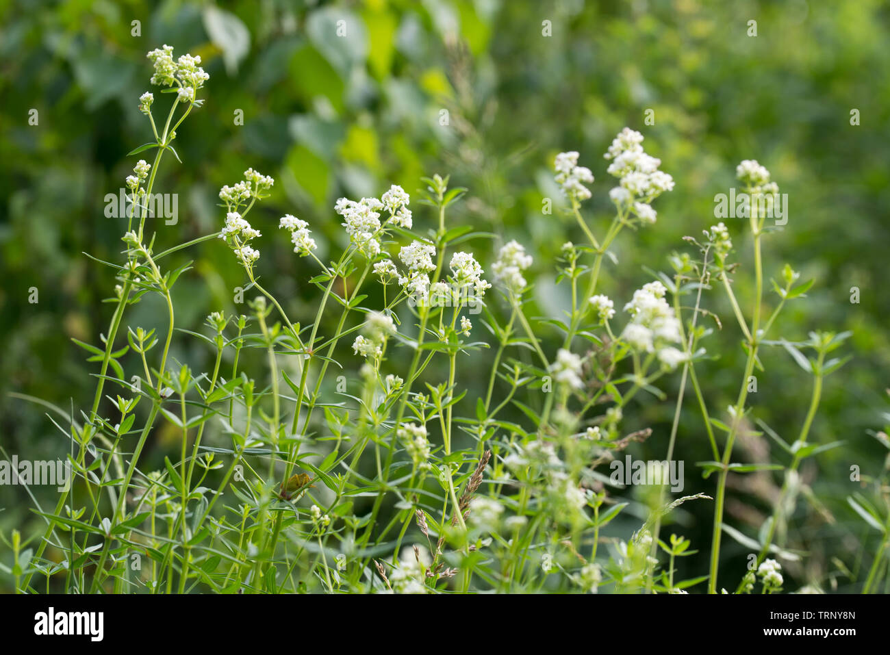 Galium white flowers in forest Stock Photo