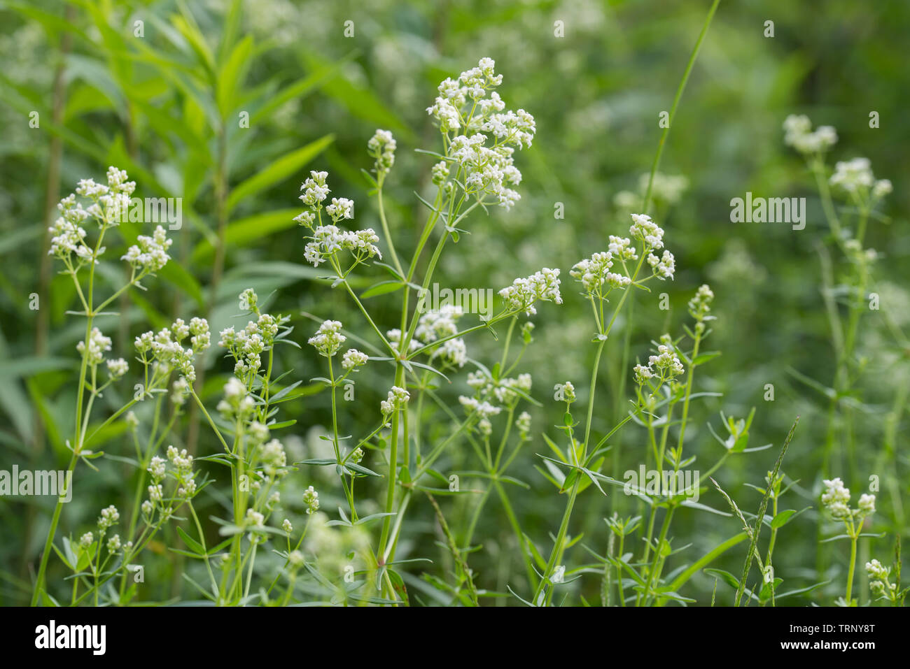 Galium white flowers in forest Stock Photo