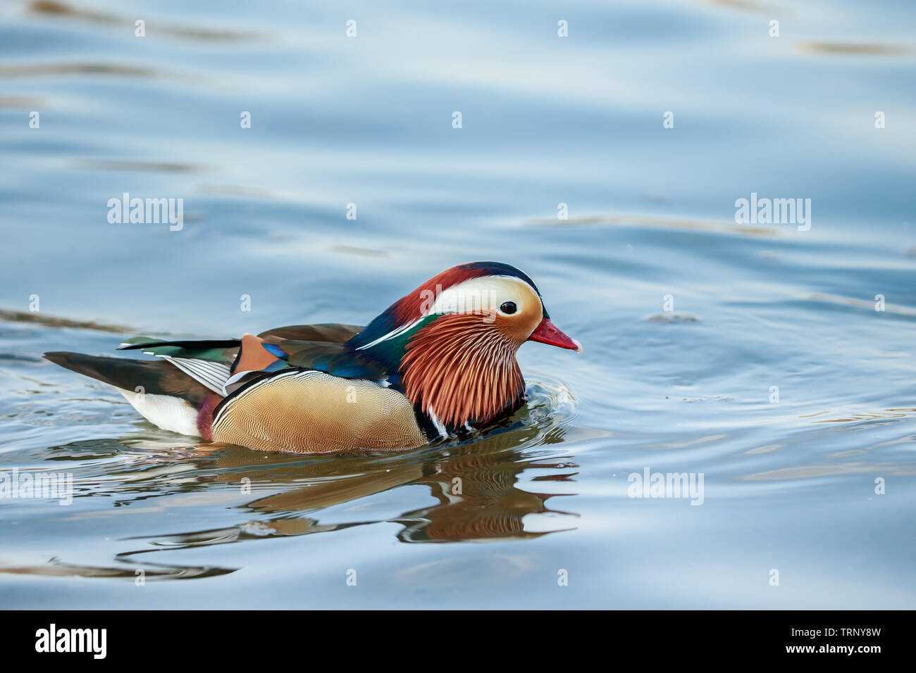 The mandarin duck is a perching duck species native to East Asia. It is