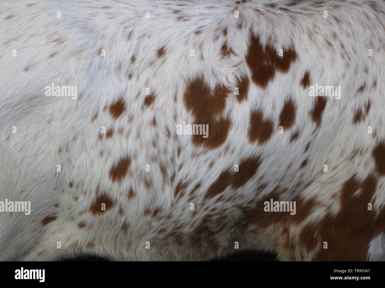 Closeup of the cowhide of a longhorn calf Stock Photo