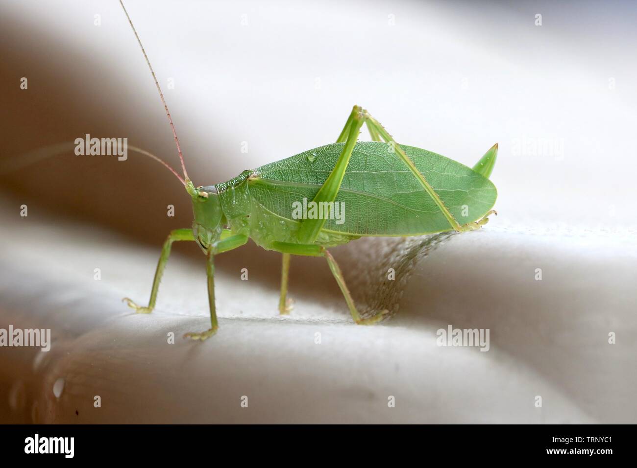Walking Stick Insect Camouflage High Resolution Stock Photography and ...