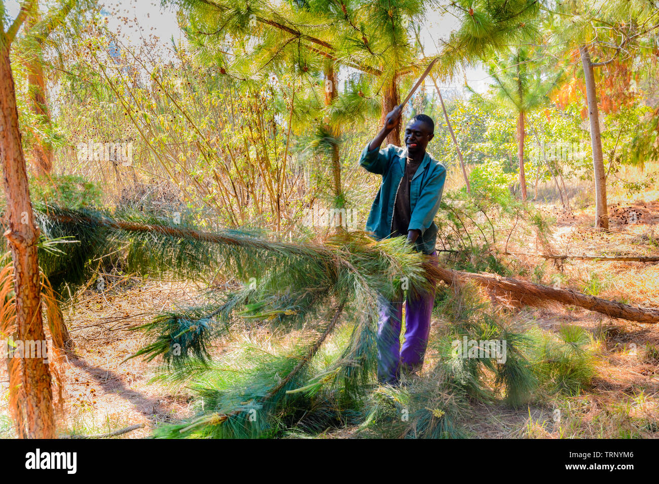 Tree cutting africa hires stock photography and images Alamy