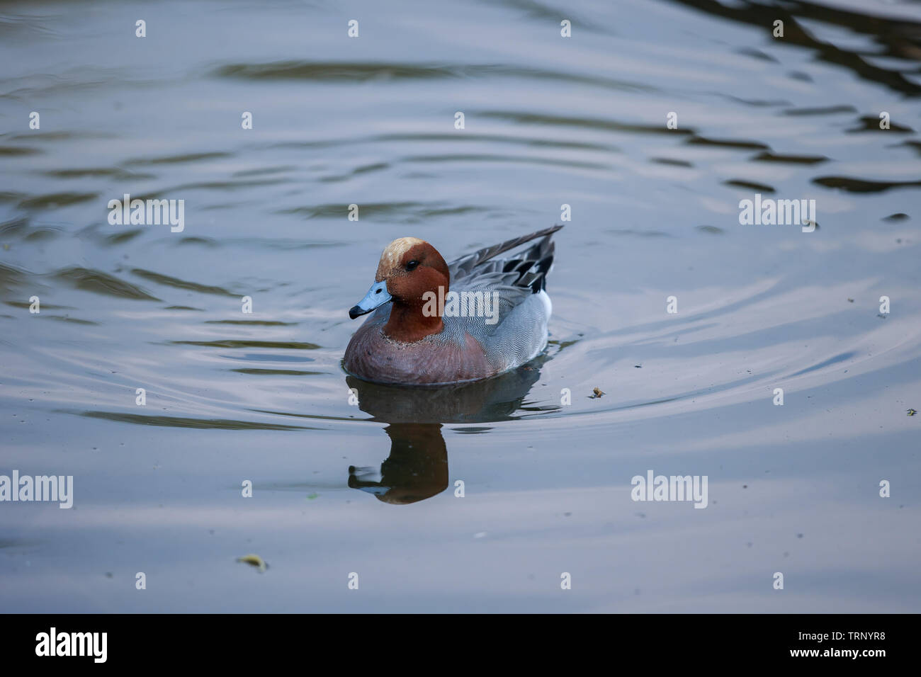 asian-duck-species