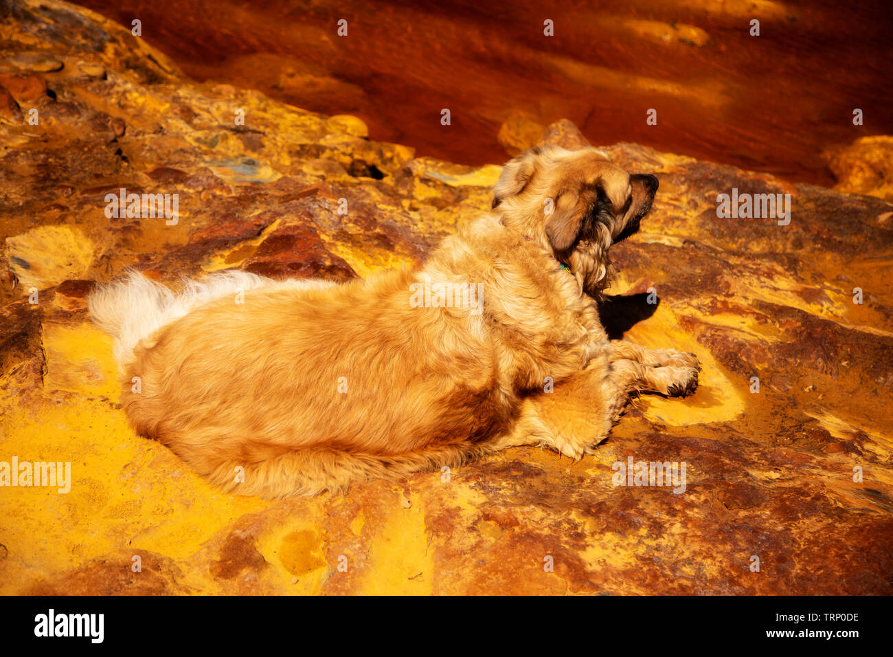 Beautiful cream color dog in consonance with the environment Stock