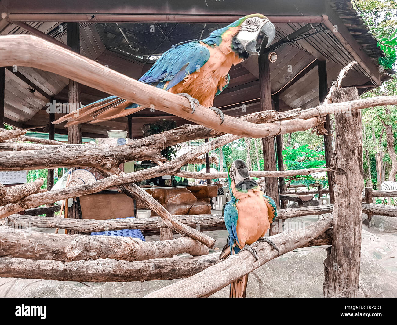 Wild animals at Chiang Mai Zoo, Thailand Stock Photo