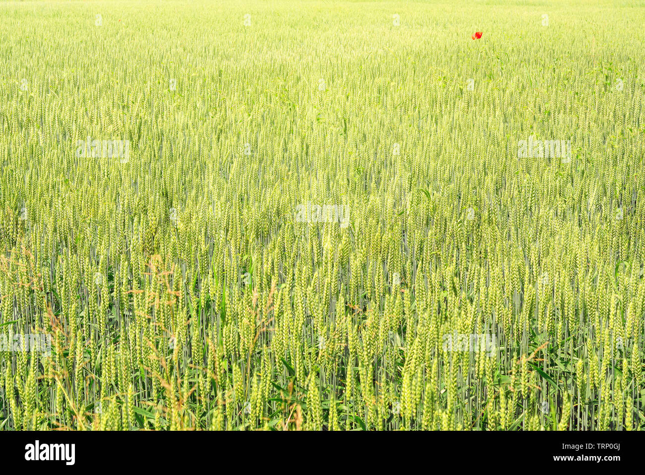 wheat field background with red poppies Stock Photo