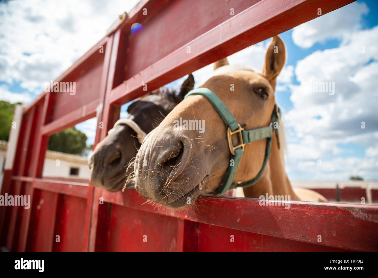 Two small horses sticking their heads out of a fence on the farm Stock Photo