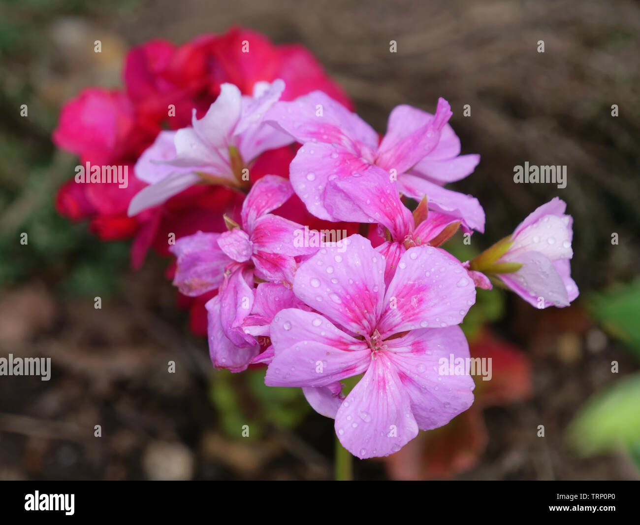 English geranium hi-res stock photography and images - Alamy