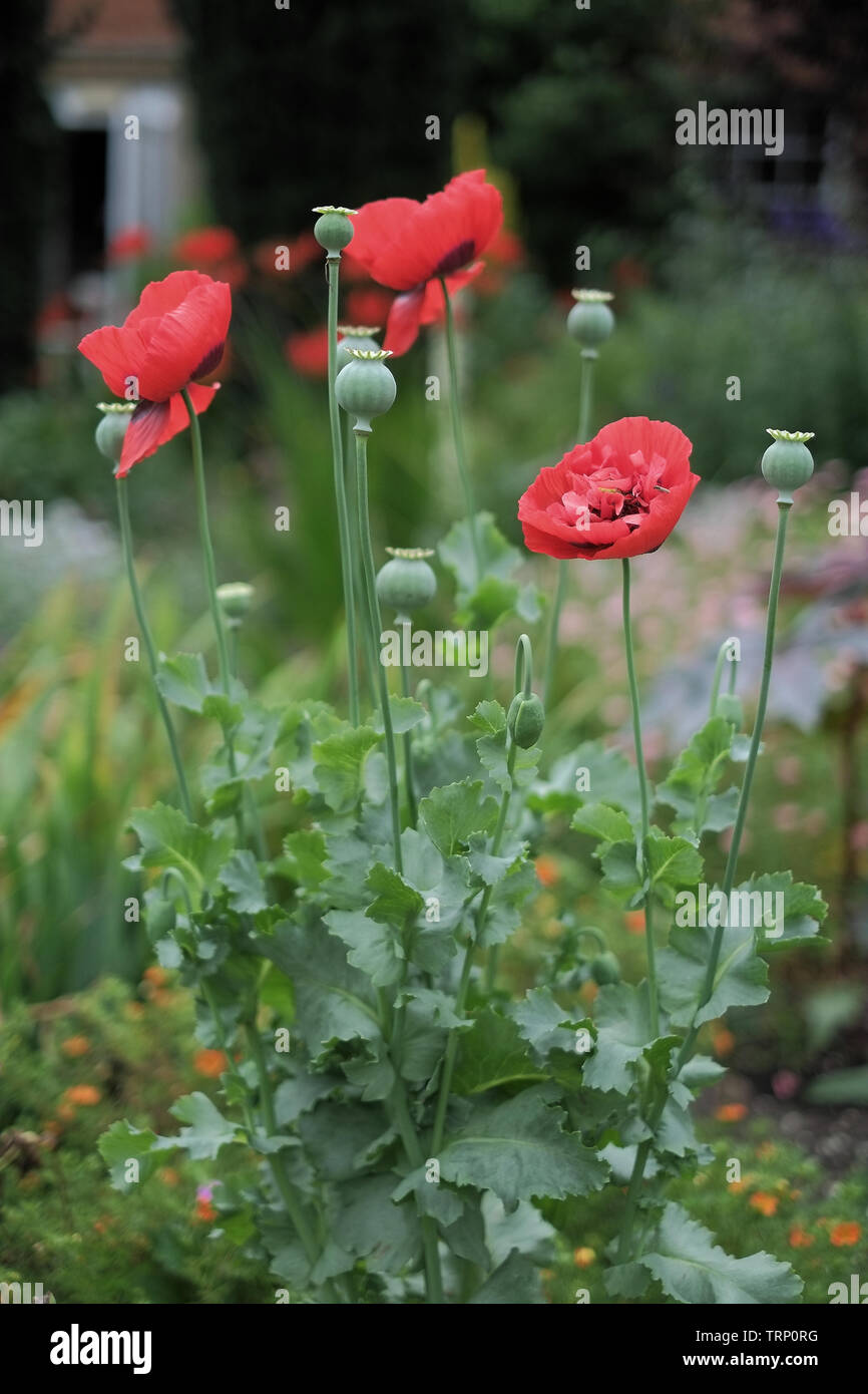 Tall poppies hi-res stock photography and images - Alamy