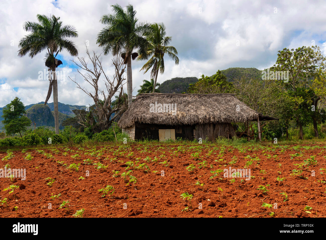Rural scene in the Vinales Valley where small farms dot the landscape and a crop is growing in the fertile rust-red earth. Vinales, Cuba Stock Photo