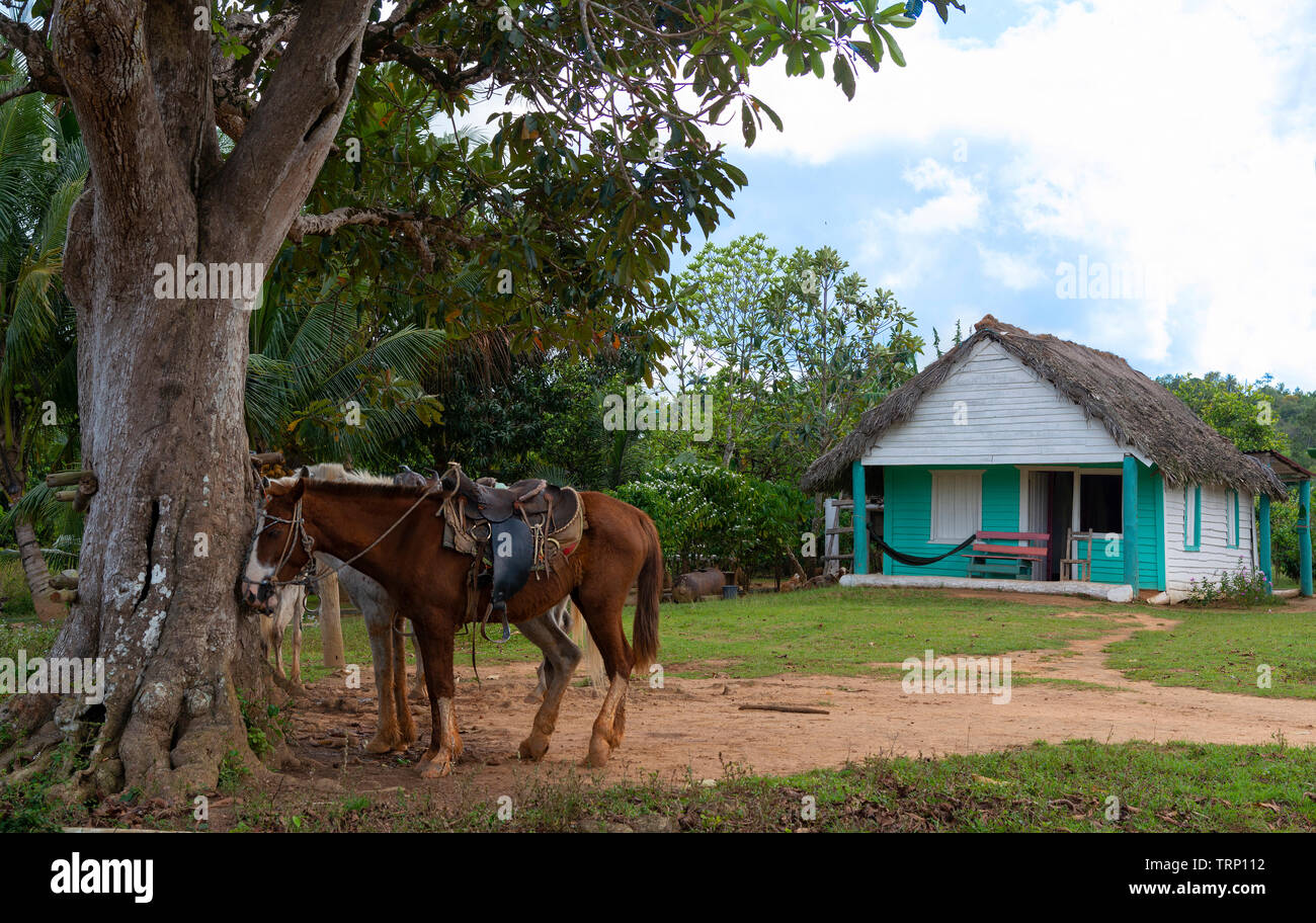 Typical scene of two saddled up horses tethered to a tree waiting outside a thatched house in the rural and lush Vinales Valley, Vinales, Cuba Stock Photo