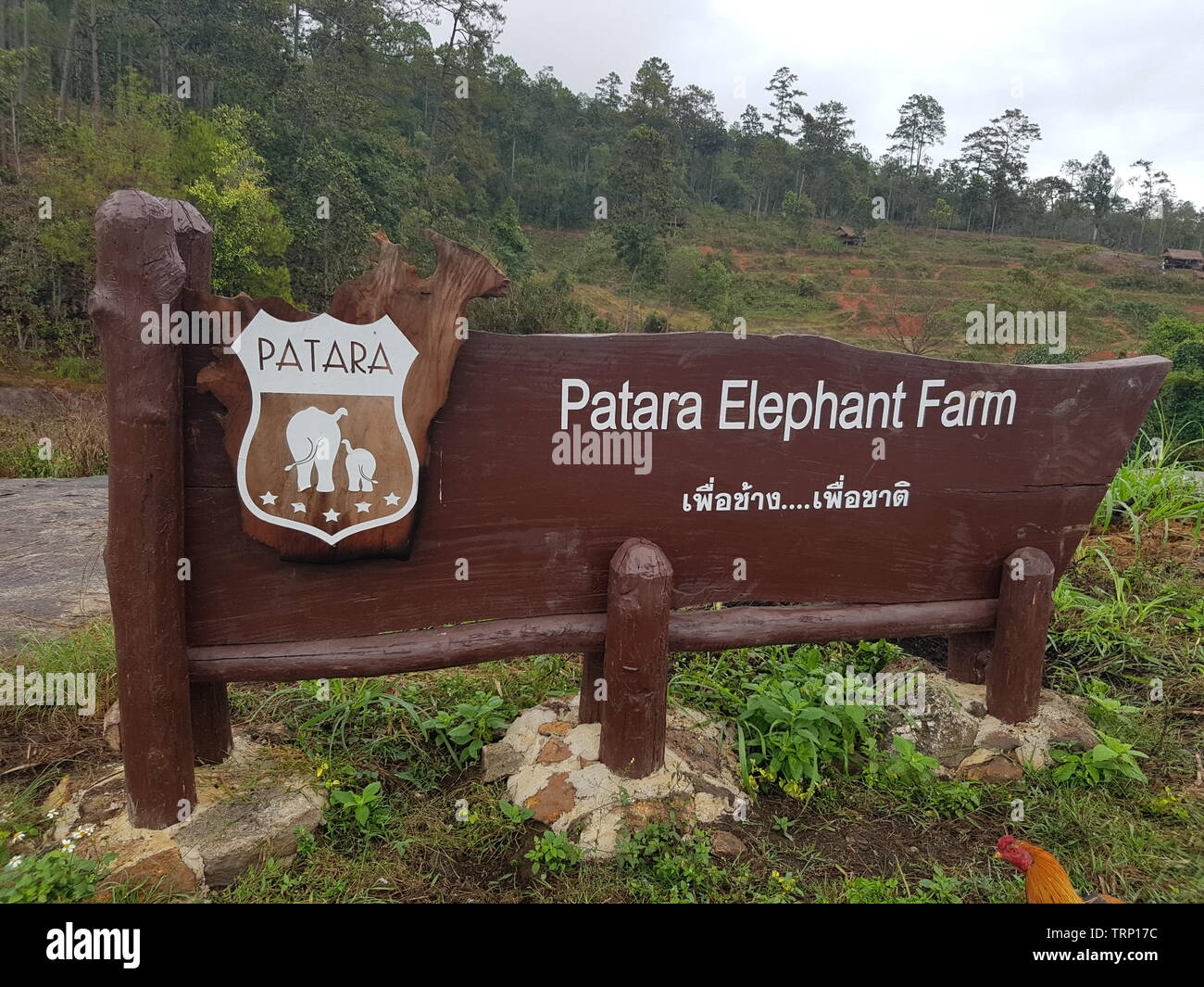 Elephants at Patara Elephant Farm, Chiang Mai, Thailand Stock Photo