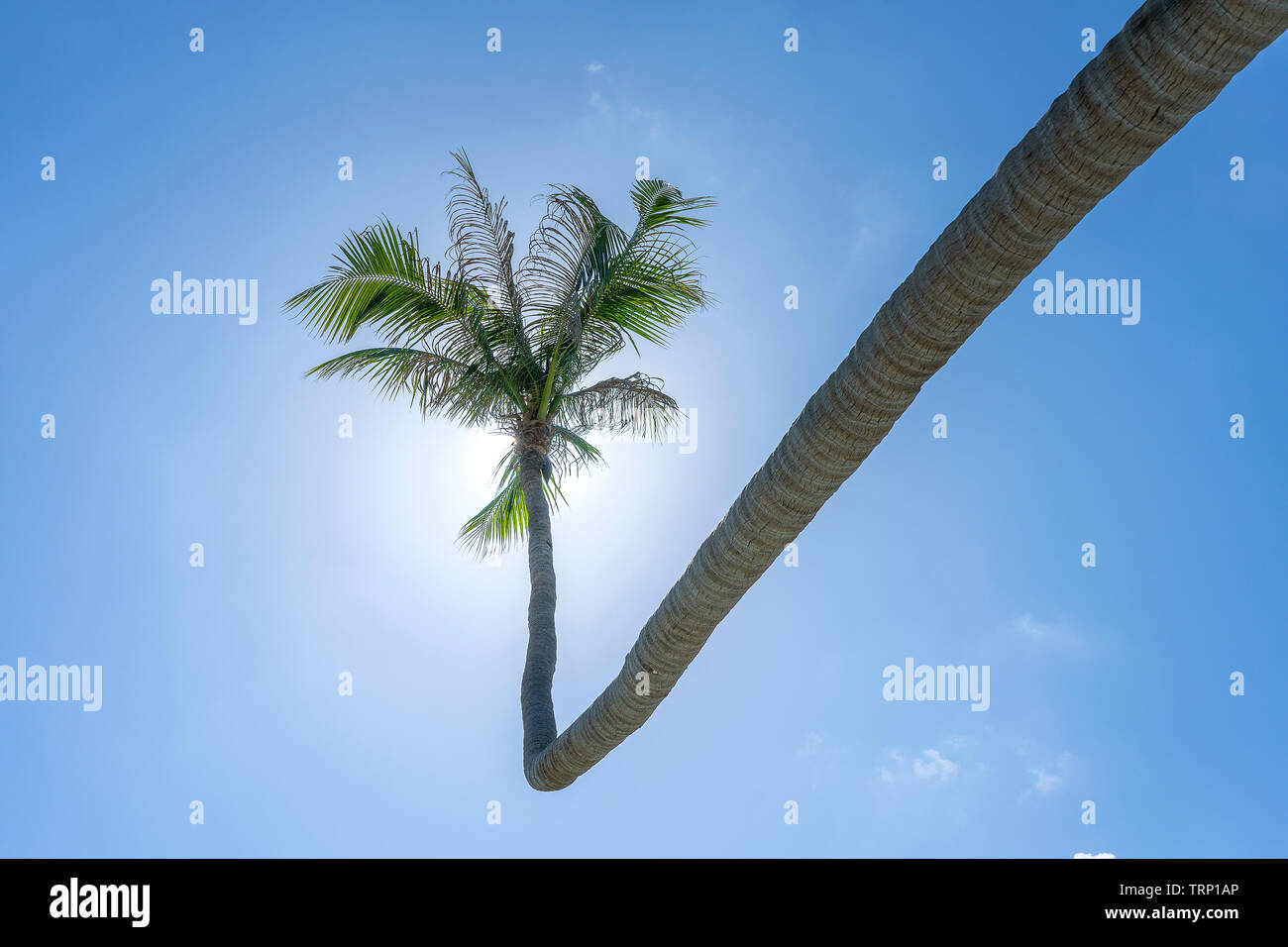 Coconut palm tree curved hanging over sea on the tropical beach