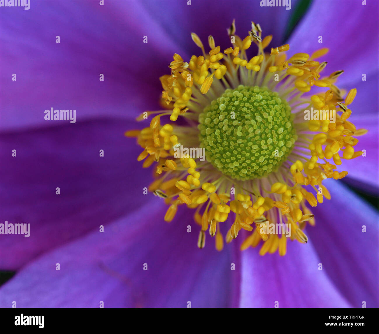 Jelly Tot Stock Photo