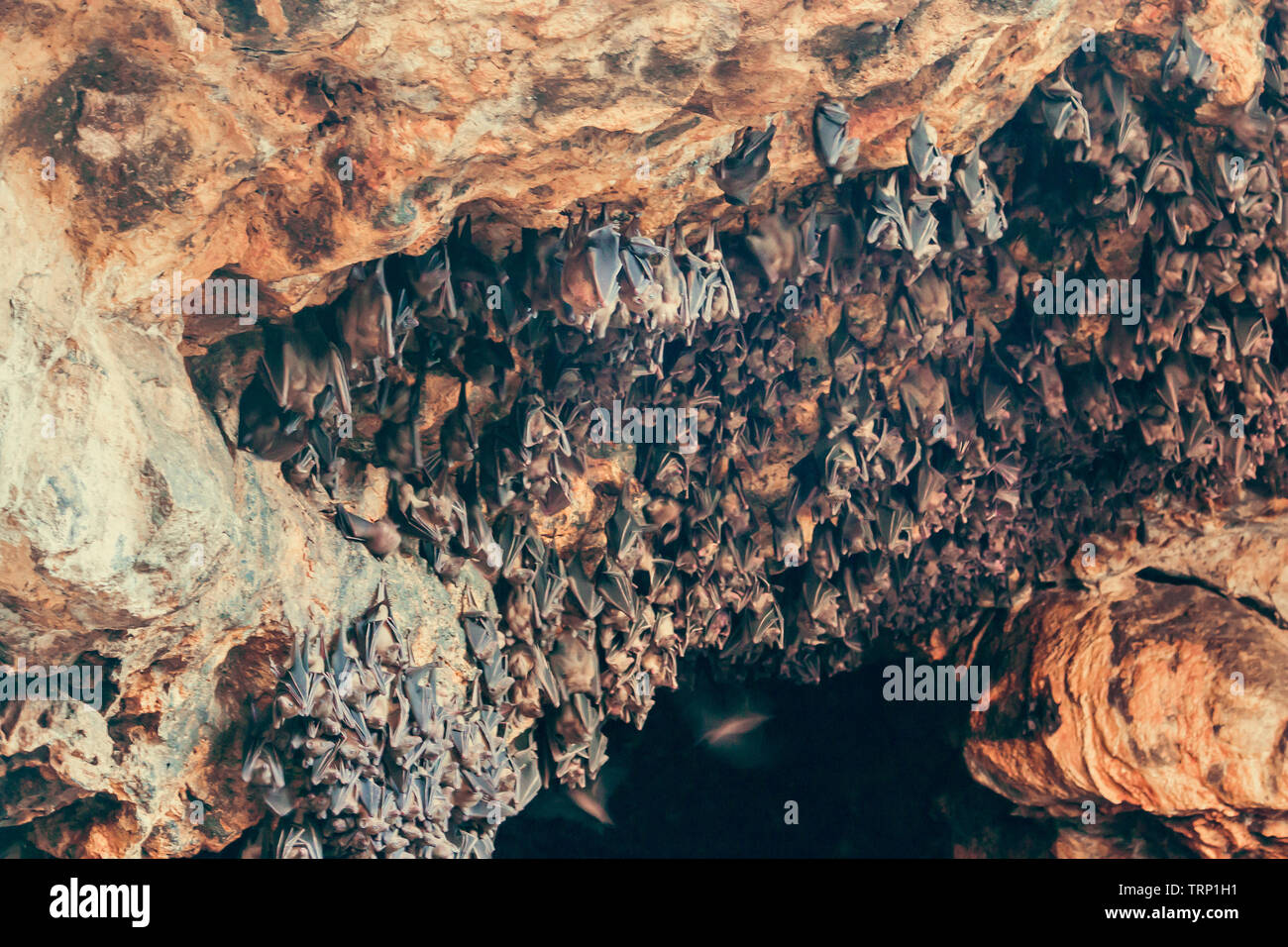 Bats in a cave, in Bali, Indonesia Stock Photo Biology Diagrams