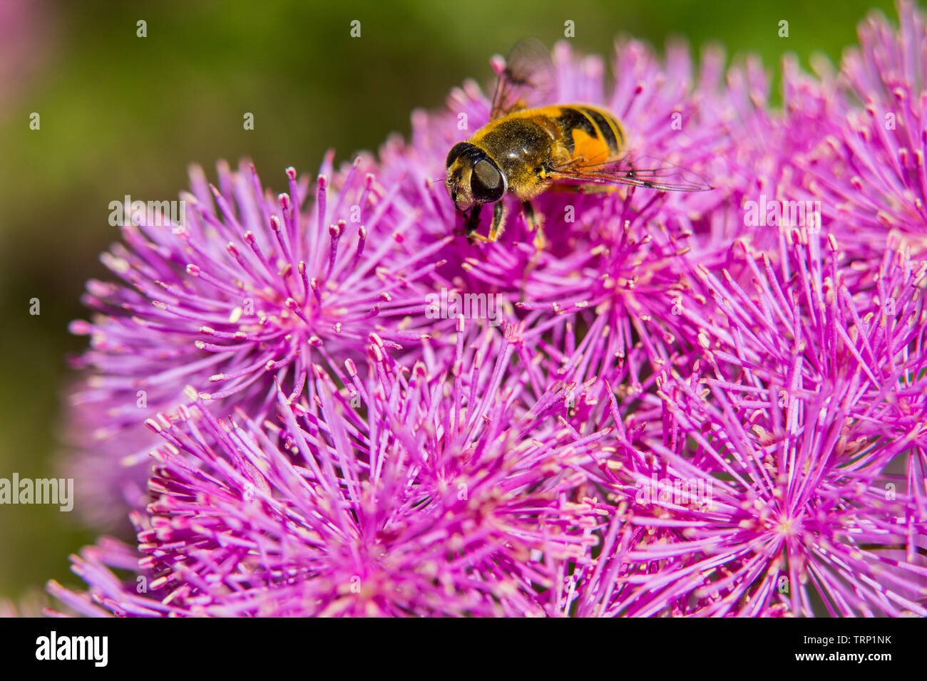 Close up of vibrant pink Ageratum Houstonianum (Blue Danube) flower with bee on it Stock Photo