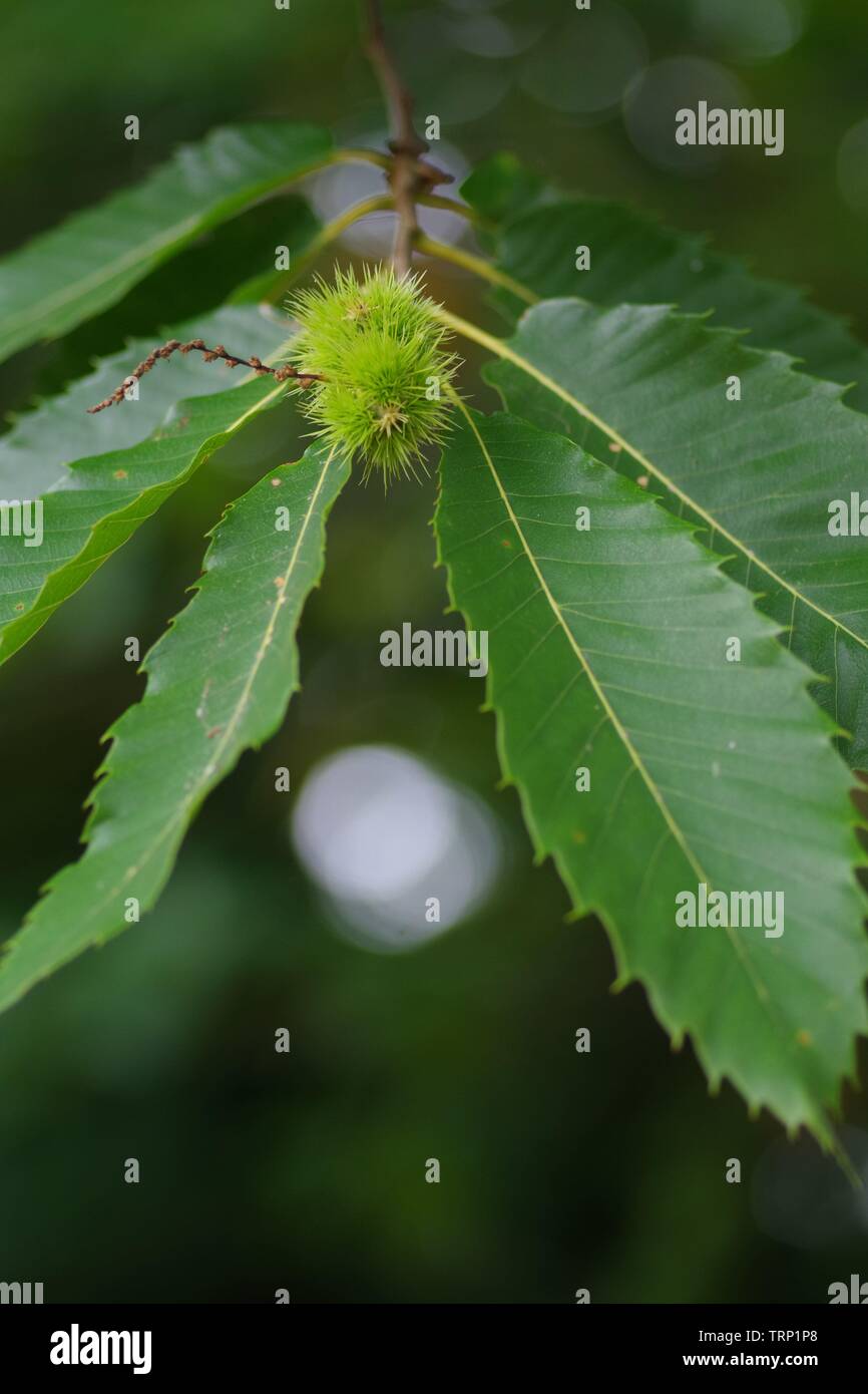 Sweet Chestnut Leaves High Resolution Stock Photography And Images Alamy