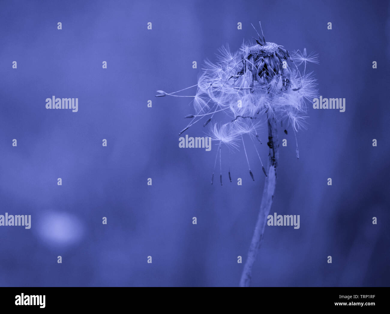Pollinator delight hires stock photography and images Alamy