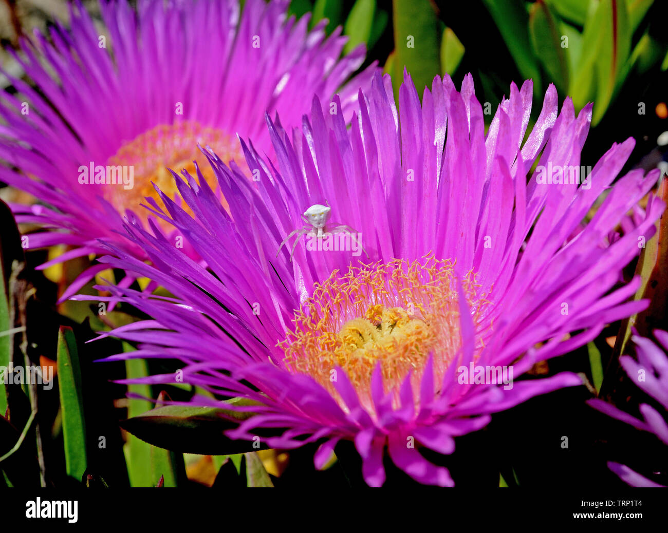portrait of carpobrotus flowers with a white crab spider hunting for insects Stock Photo