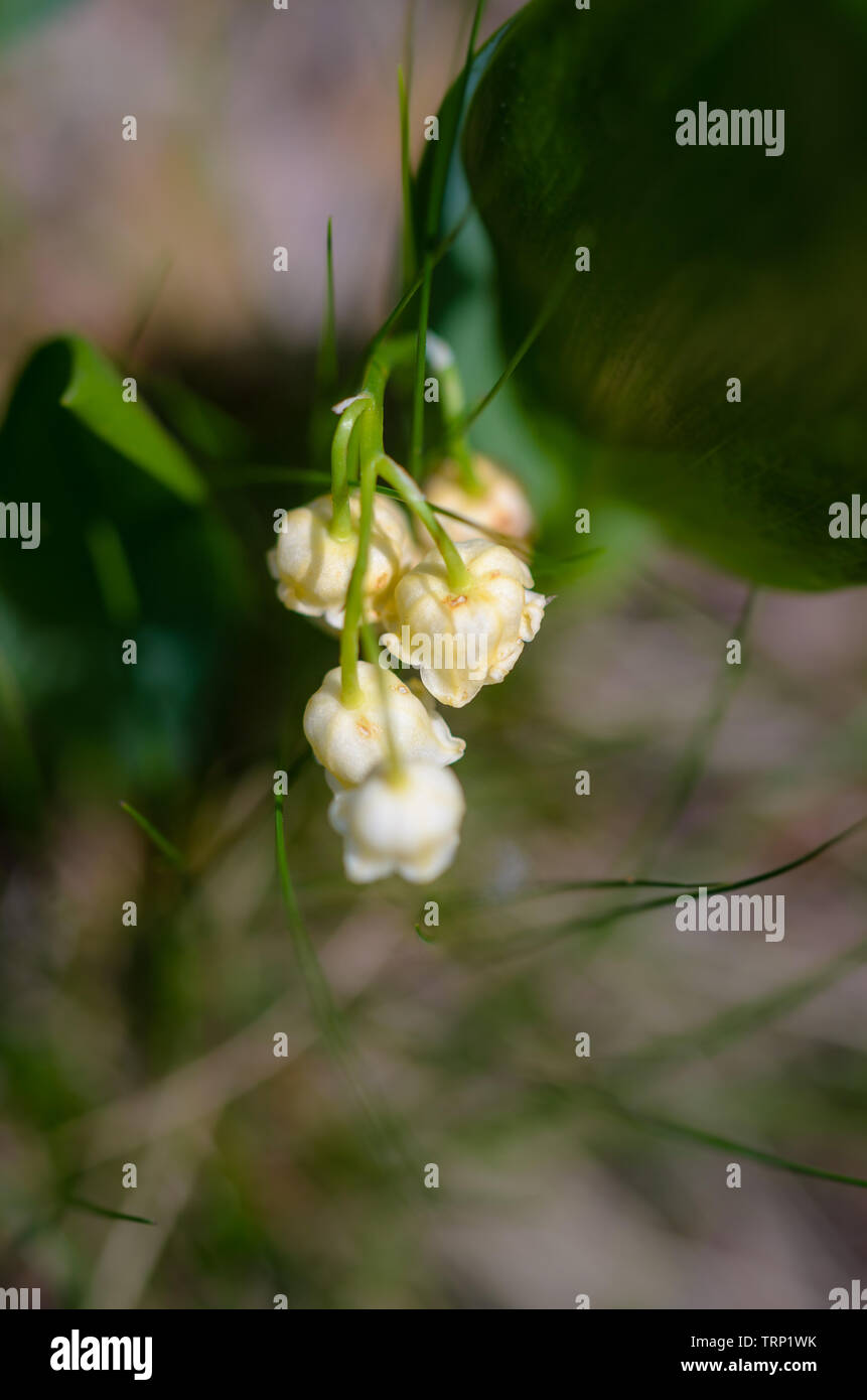 Lily of the valley foliage hi-res stock photography and images - Alamy