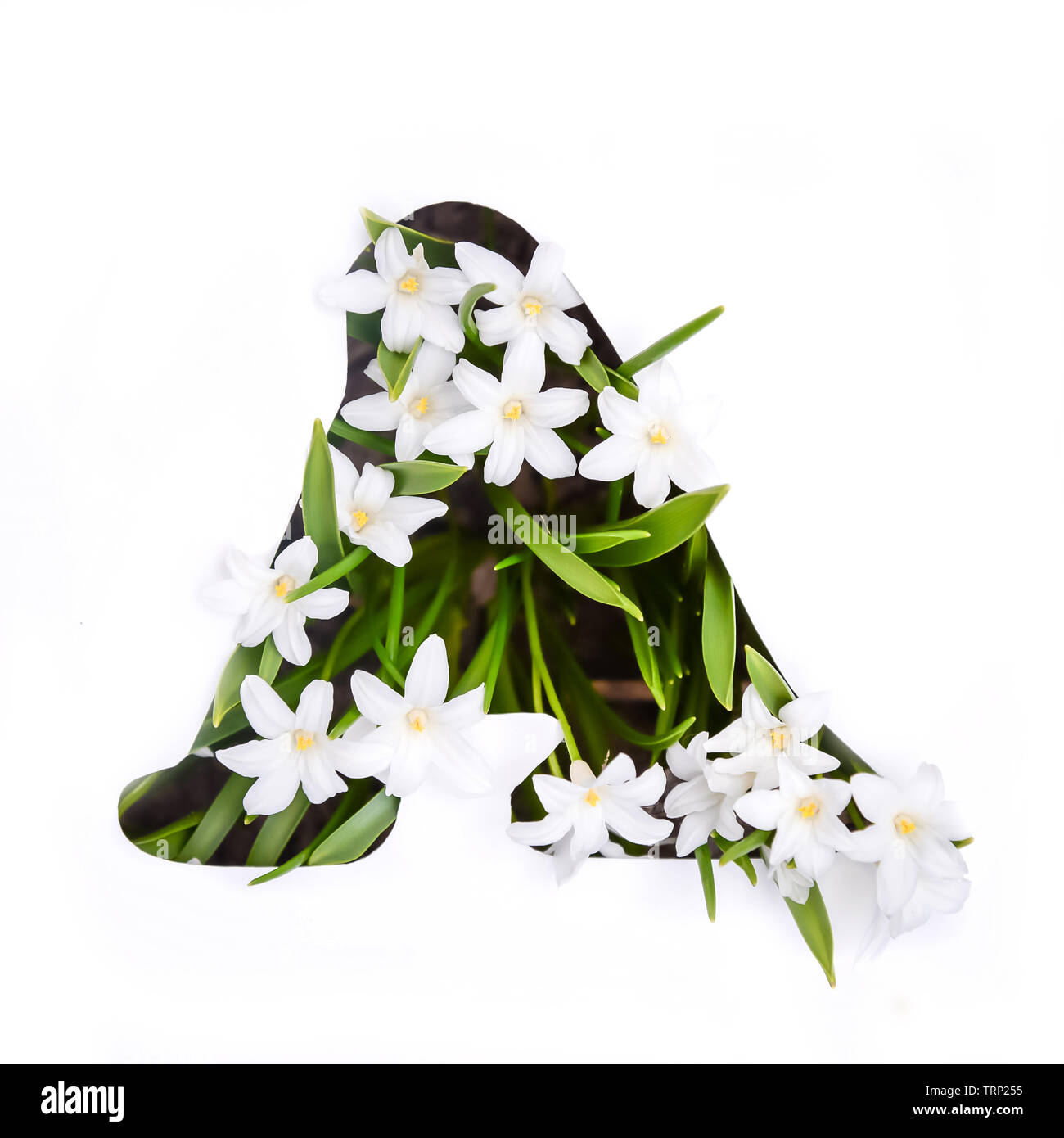 The letter A of the English alphabet of small white chionodoxa flowers Stock Photo