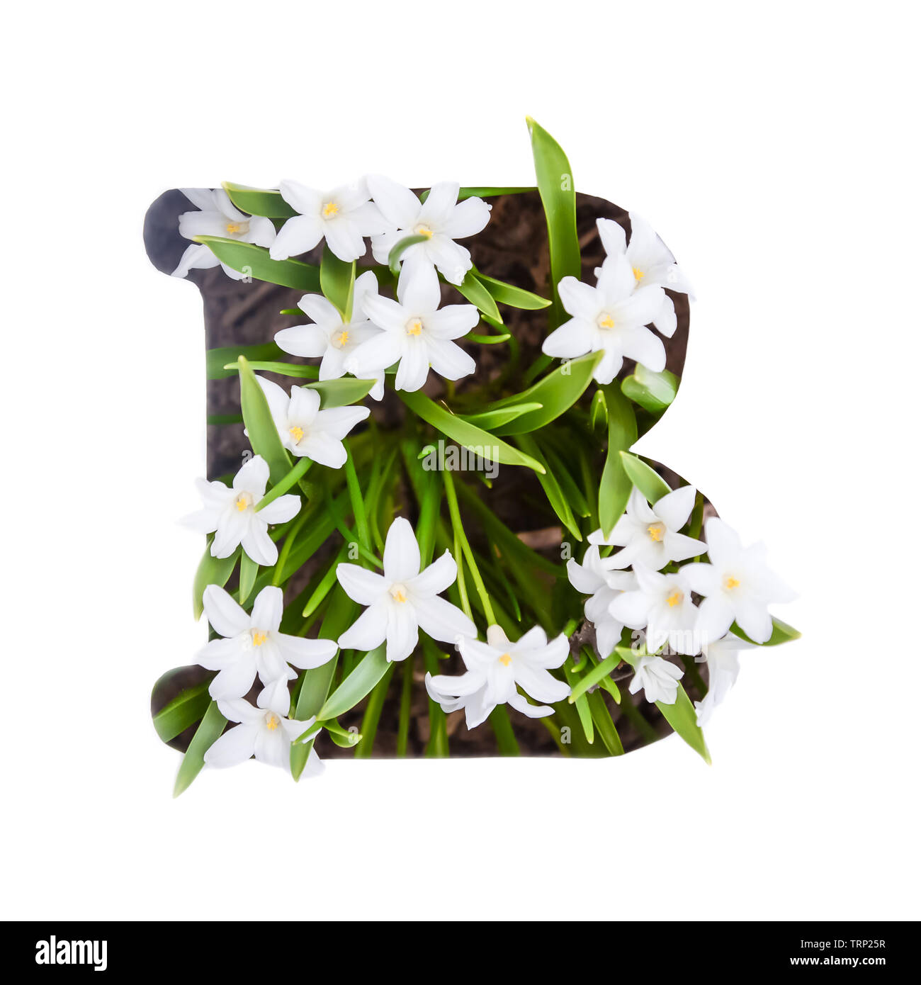 The letter B of the English alphabet of small white chionodoxa flowers Stock Photo
