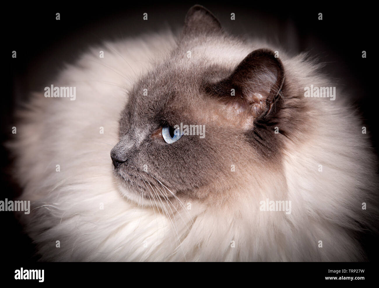 Close Up On A Cat S Face Head White And Gray Fur Thick A Rag Doll And Her Blue Eyes Stock Photo Alamy