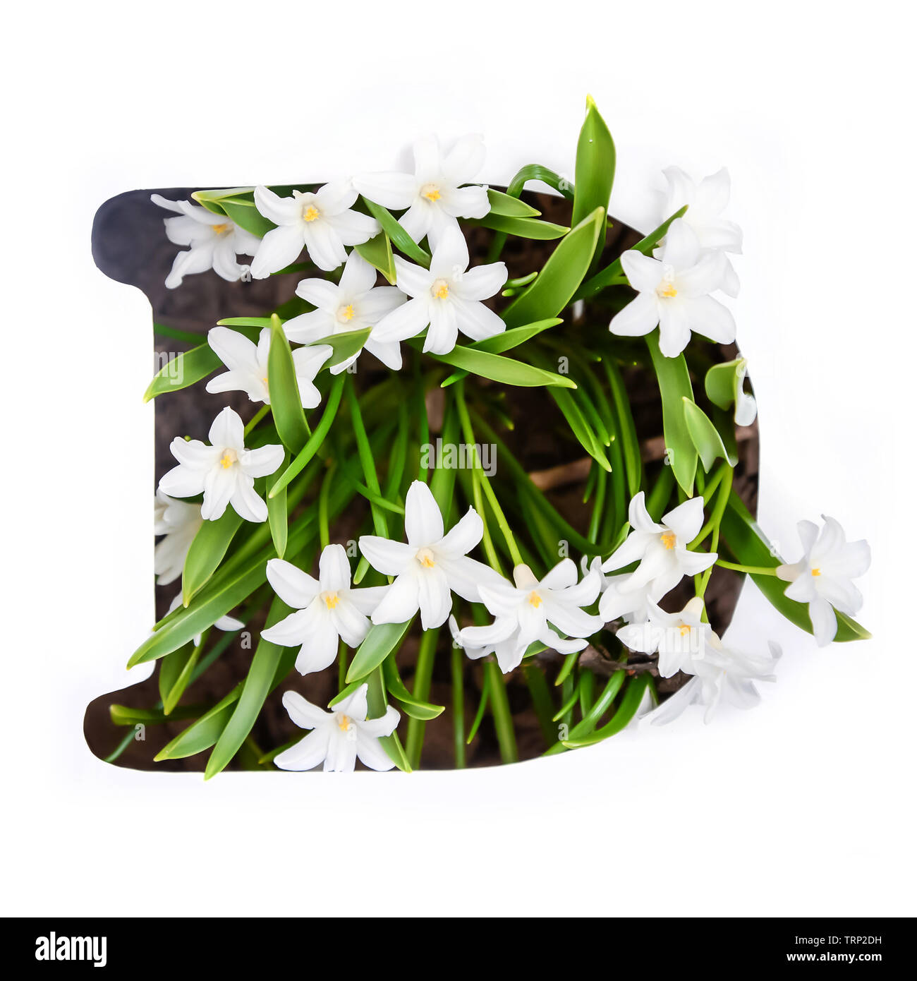 The letter D of the English alphabet of small white chionodoxa flowers Stock Photo