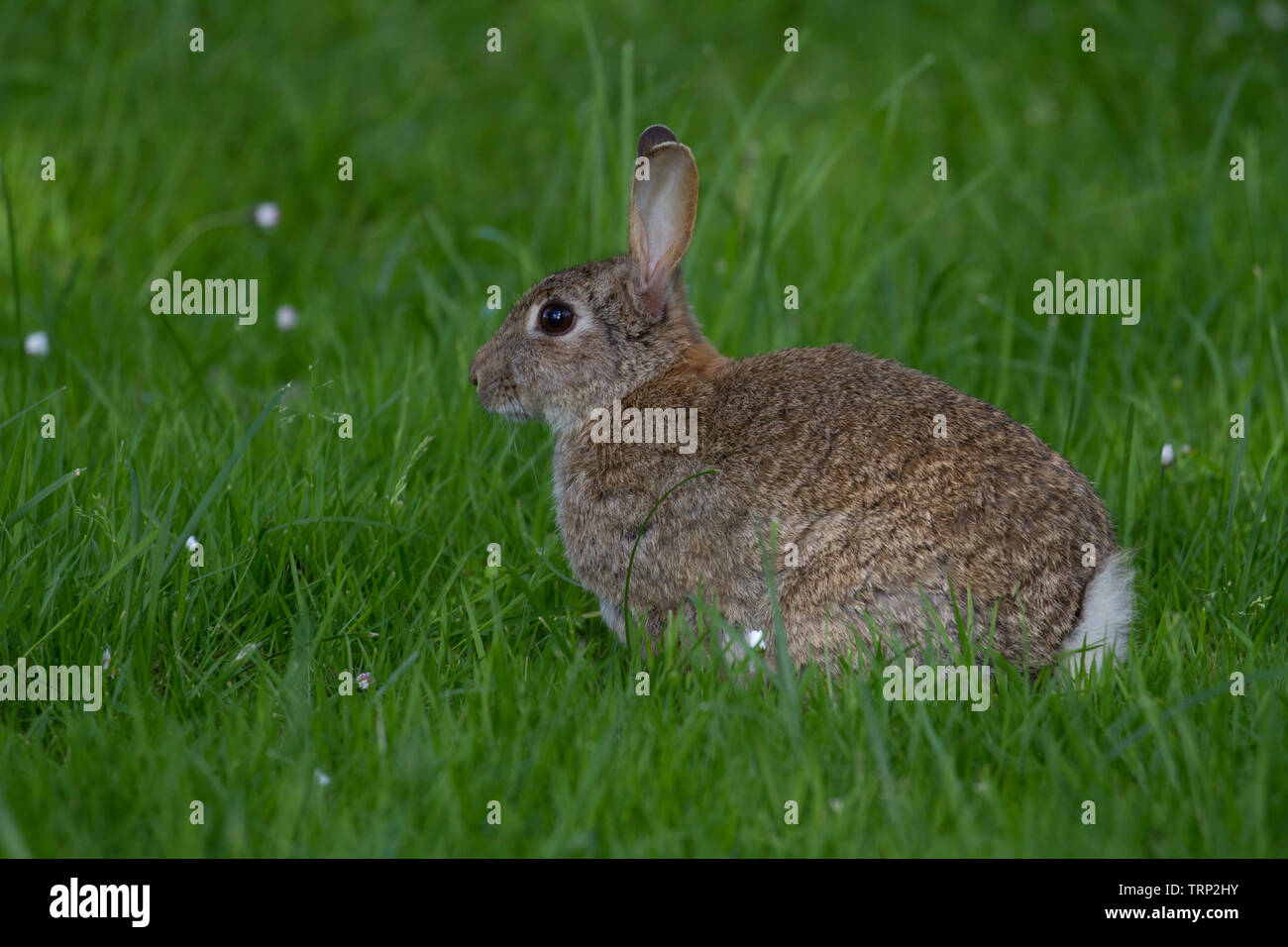 Single adult rabbit hi-res stock photography and images - Alamy