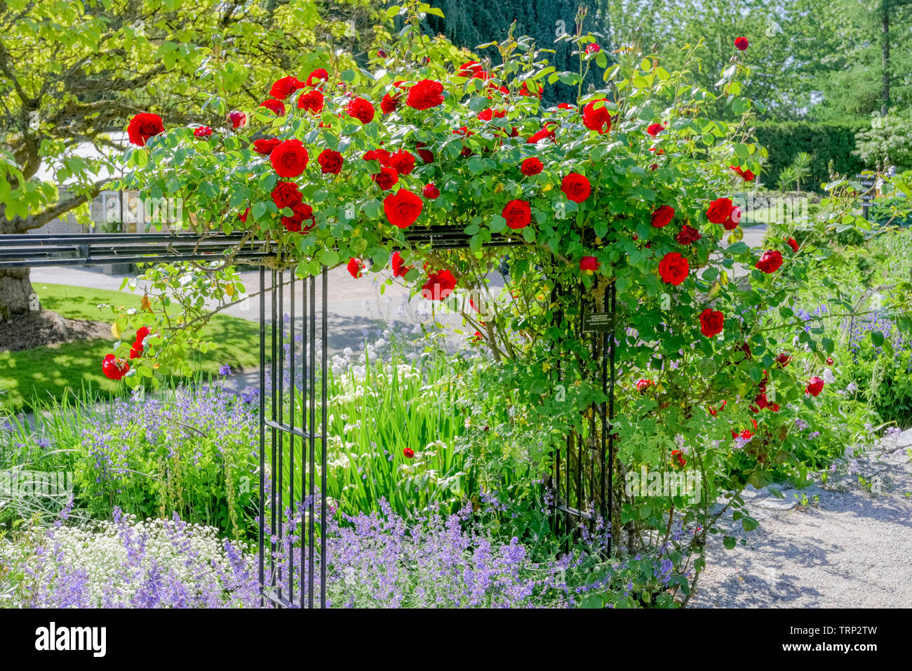 Rose Trellis Rose Garden Vandusen Botanical Garden Vancouver British Columbia Canada Stock Photo Alamy