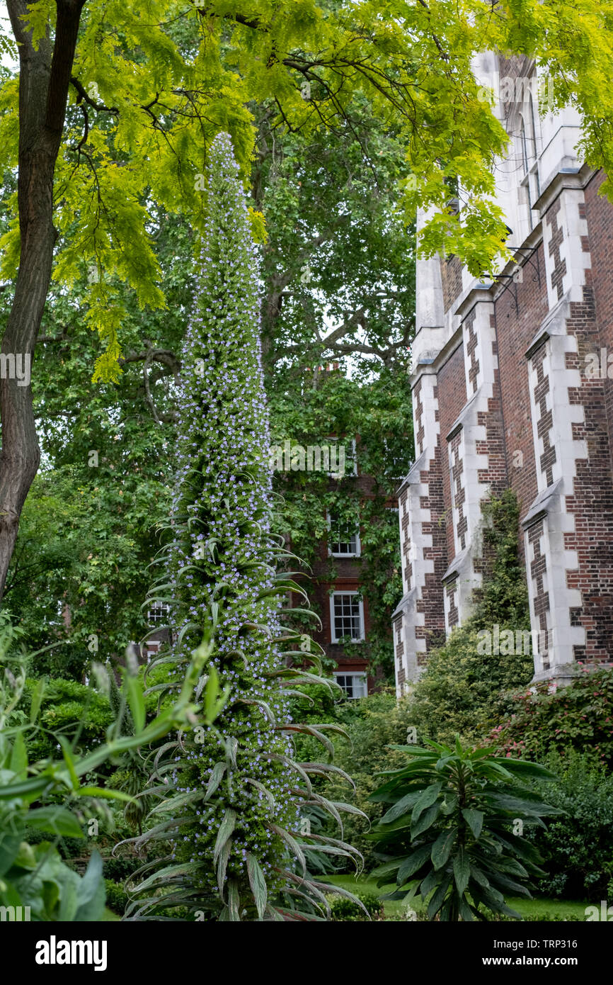 Unusual Echium Pininana Flowering Plant Endemic To The Canary Islands unusual-echium-pininana-flowering-plant-endemic-to-the-canary-islands