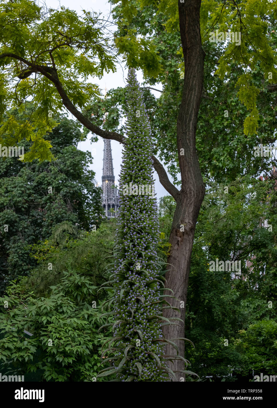 unusual-echium-pininana-flowering-plant-endemic-to-the-canary-islands