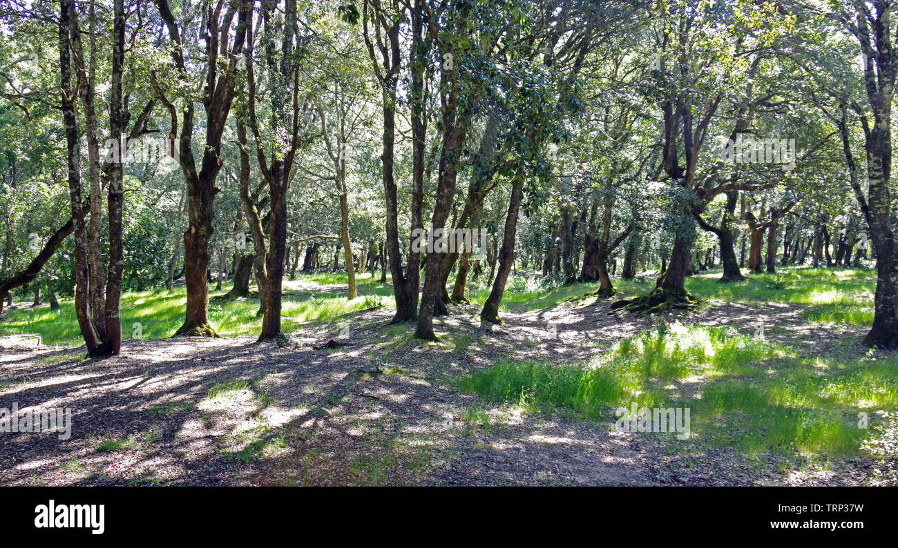 Villagrande Strisaili, Sardinia, Italy, Santa Barbara recreation area